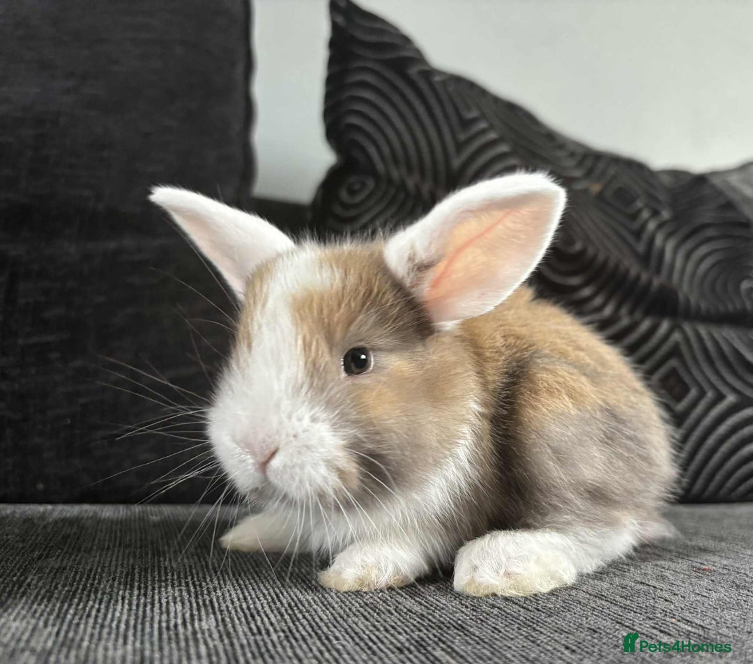 Mini Lop rabbits for sale: Mini Lop Babies  - Image 1