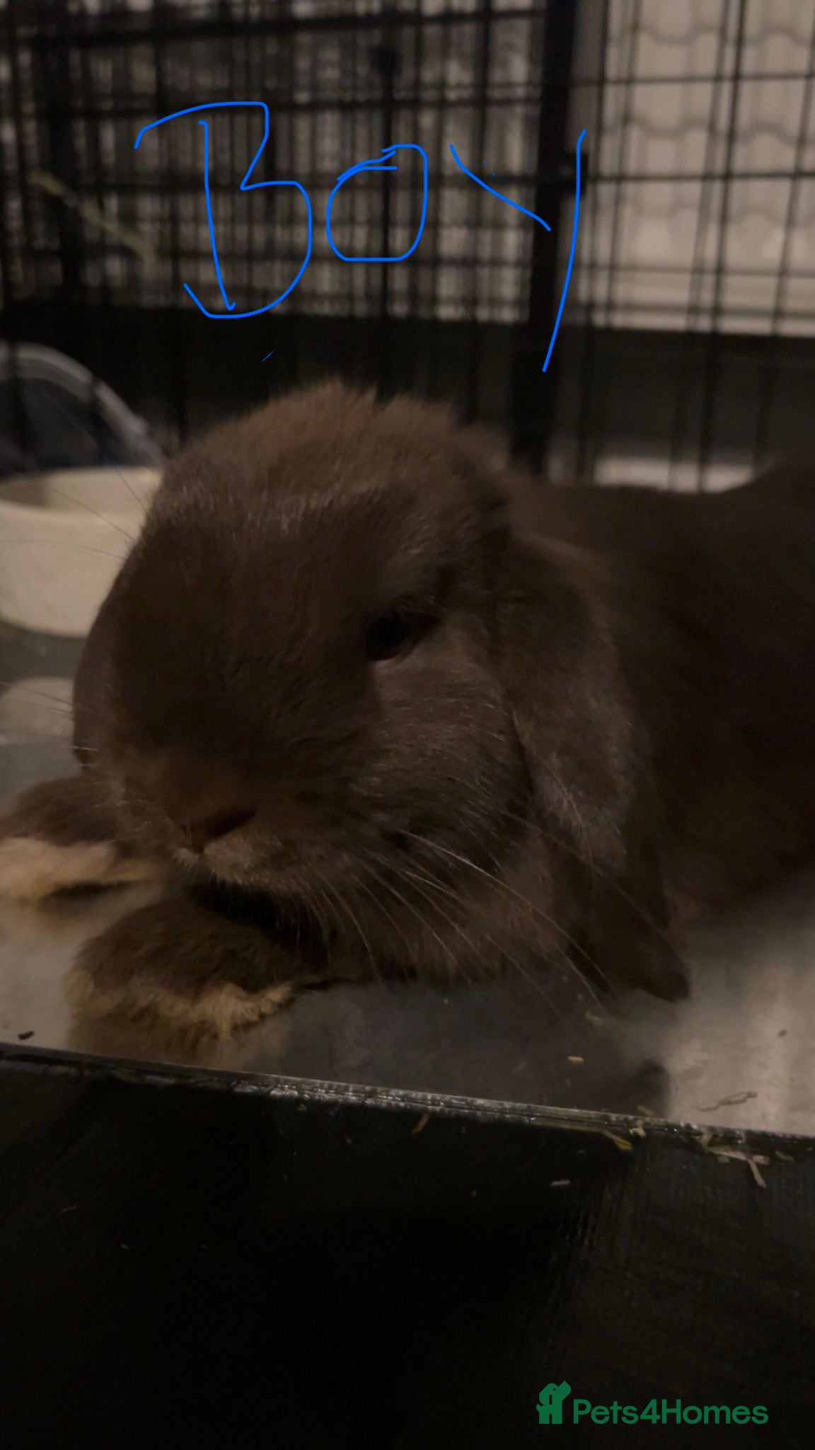 Mini Lop rabbits Mini lops £50 each or £100 for both RE-HOME   - Advert 2