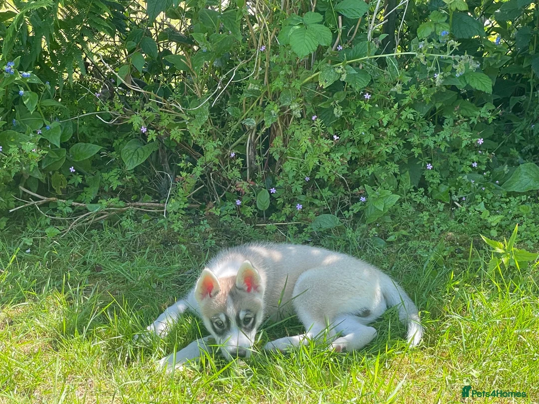 Huskita dogs for sale: Siberian Husky/Huskita Puppy - Advert 2
