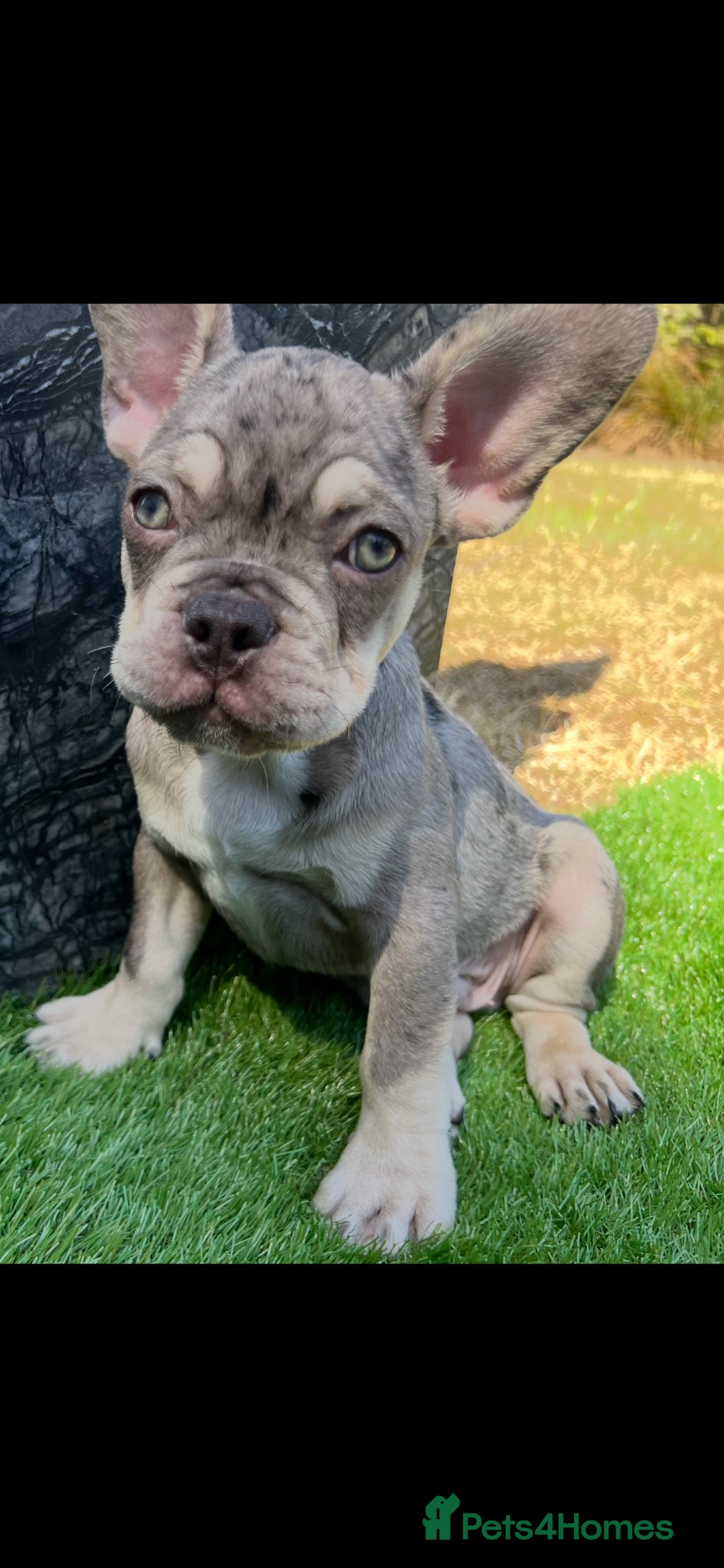 French Bulldog dogs French bulldog puppys  - Advert 19
