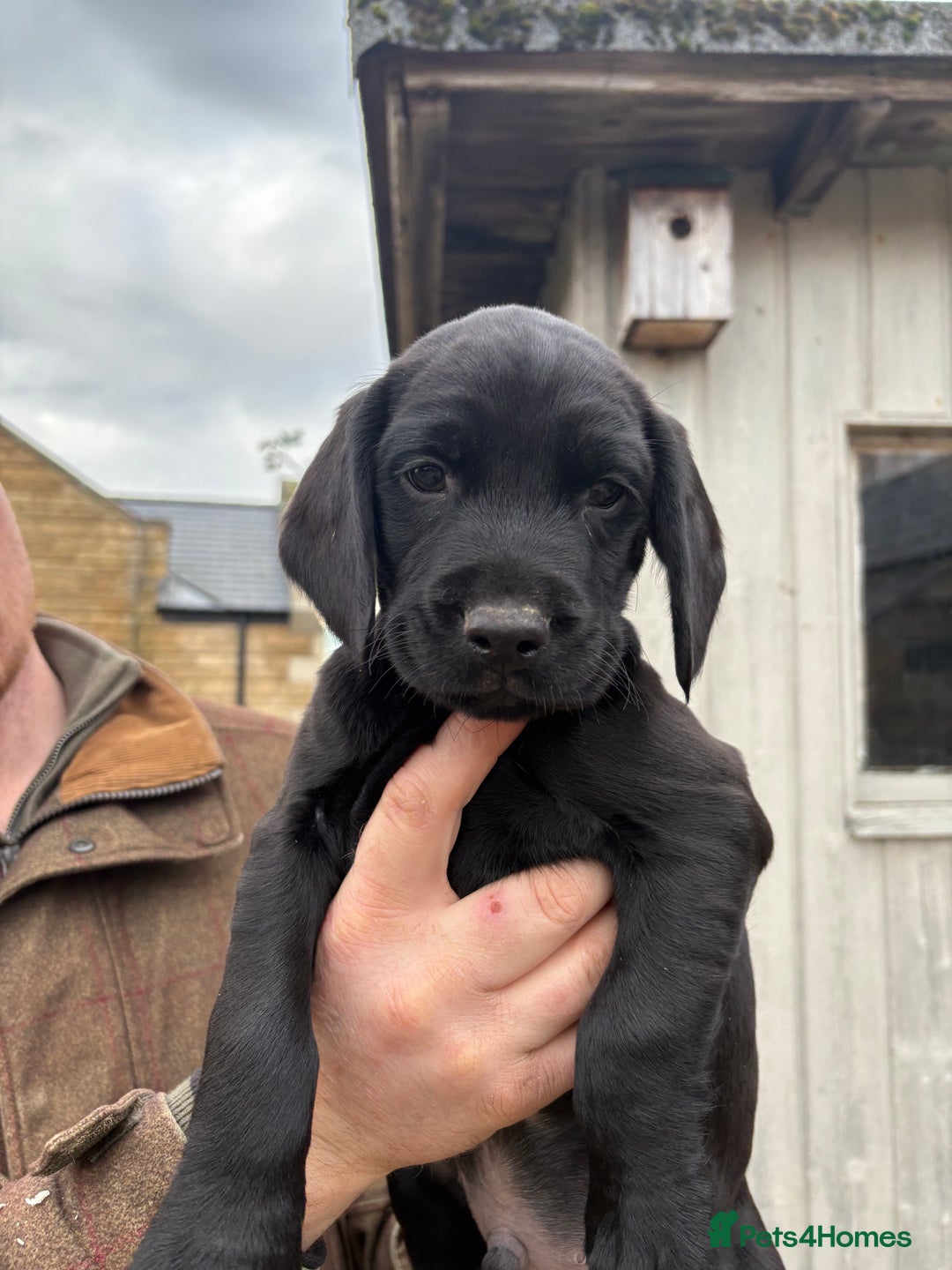 Springador dogs for sale: Beautiful black Working springadors  - Advert 5