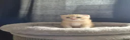 Scottish Fold cats for sale: Adorable scottish fold kittens  - Advert 18