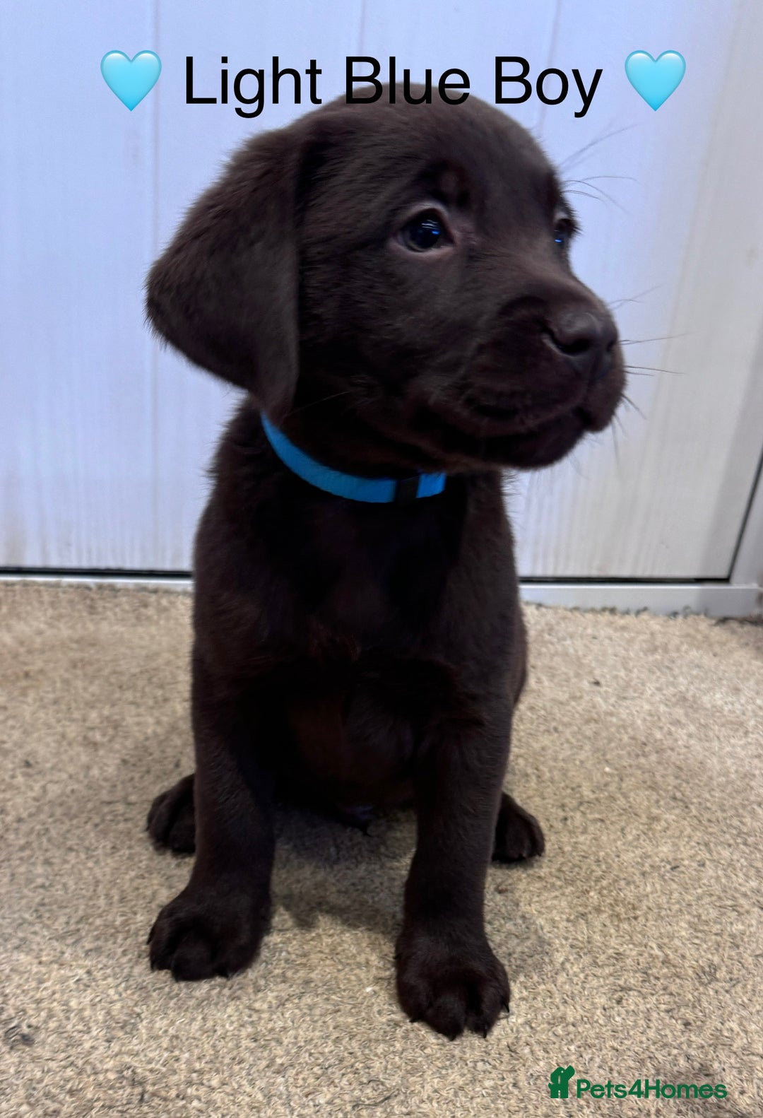 Labrador Retriever dogs for sale: Outstanding Quailty Chocolate Labrador Puppies - Advert 6
