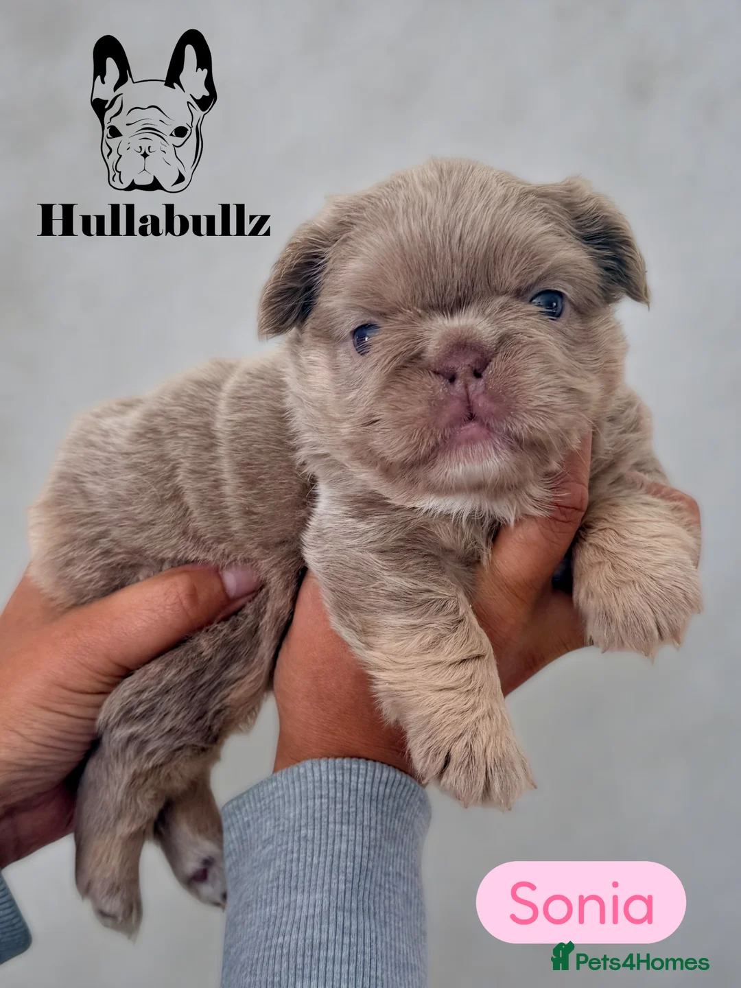 French Bulldog dogs for sale: Fluffy Newshade Choc/ Tan French Bulldog Puppies - Advert 1