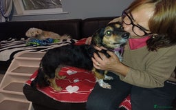 Mixed Breed dogs for adoption: Meet Sweet KATIA !  She needs a new Loving HOME... - Image 2