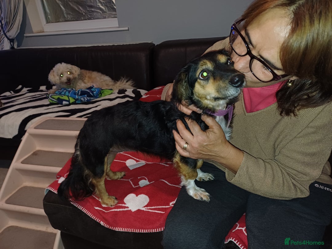 Mixed Breed dogs for adoption: Meet Sweet KATIA !  She needs a new Loving HOME... - Image 2