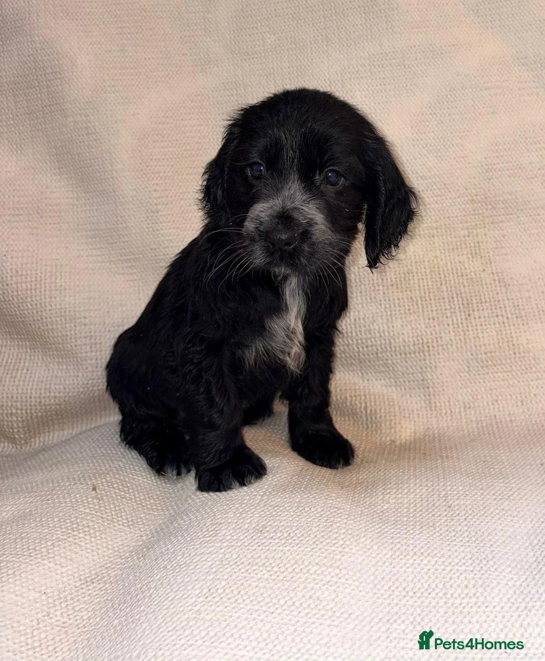 Cocker Spaniel dogs for sale: Cocker Spaniel Puppies - Advert 6