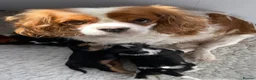 Cavalier King Charles Spaniel dogs for sale: Kc reg Chocolate Carrier’s  - Advert 5