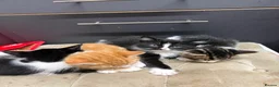 Maine Coon cats for sale: Maine coon cross kittens - Advert 8