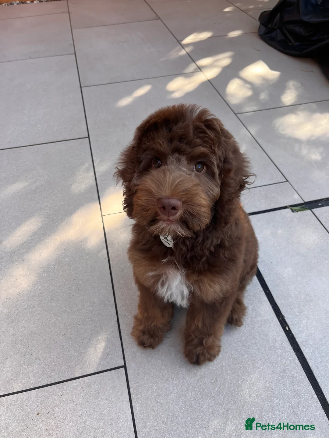 Australian Labradoodle dogs for stud: Australian Labradoodle Chocolate & White Tuxedo - Advert 13
