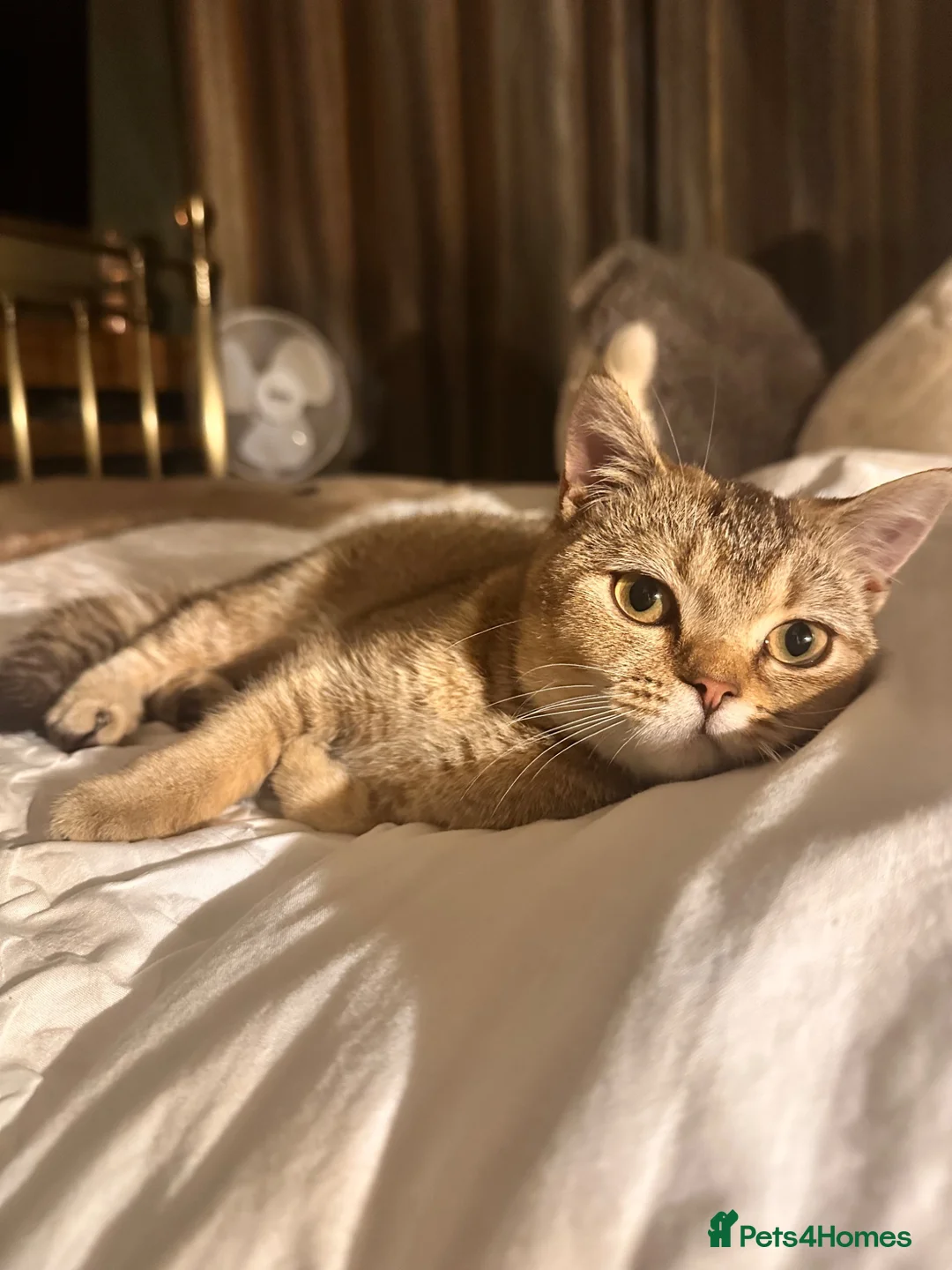 British Shorthair cats for sale: Golden British Shorthair for sale in Kettering - Advert 6