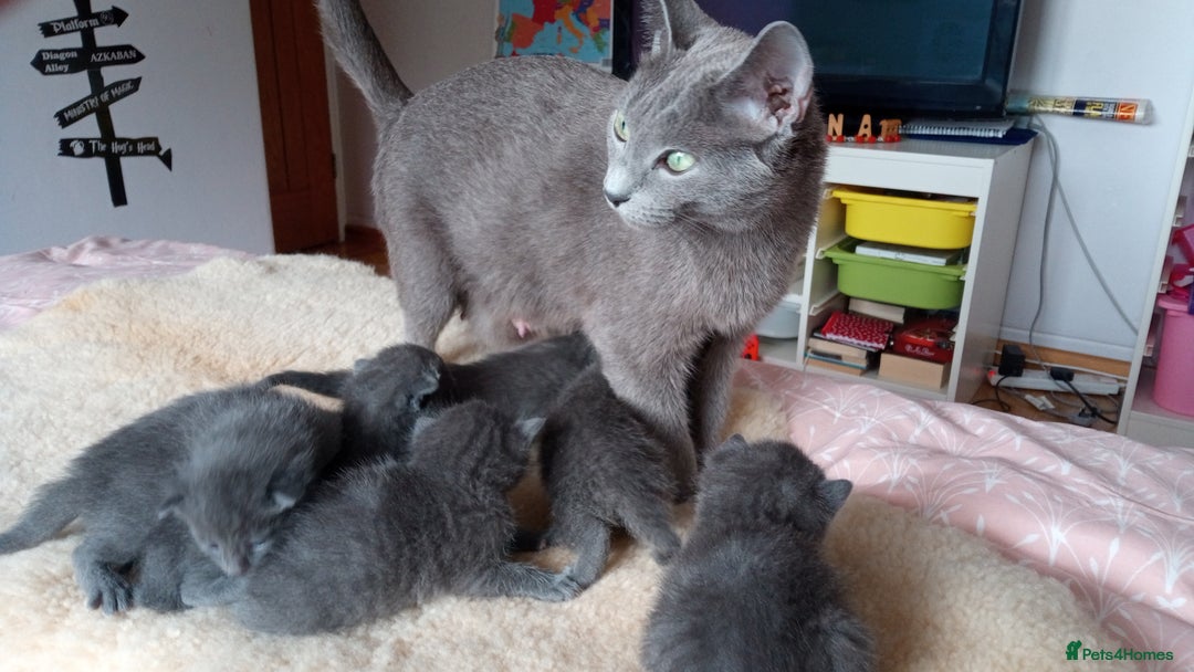 Russian Blue cats for sale: Russian Blue Kittens - 2 Boys left - Image 2