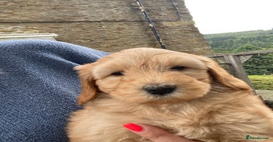 Aussiedoodle dogs - Advert 10