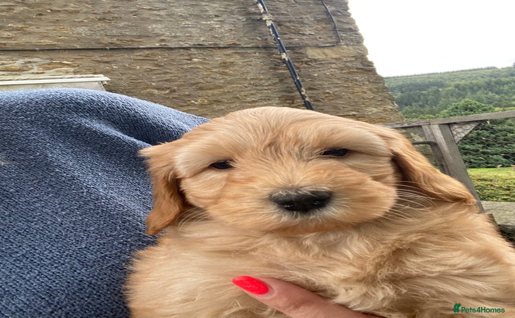 Aussiedoodle dogs - Advert 16