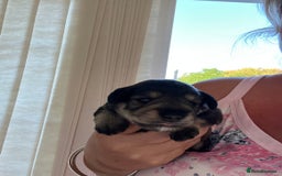 Miniature Schnauzer dogs for sale: 🐾🐶Schnauzer/Schnoodles🐶🐾 - Image 27