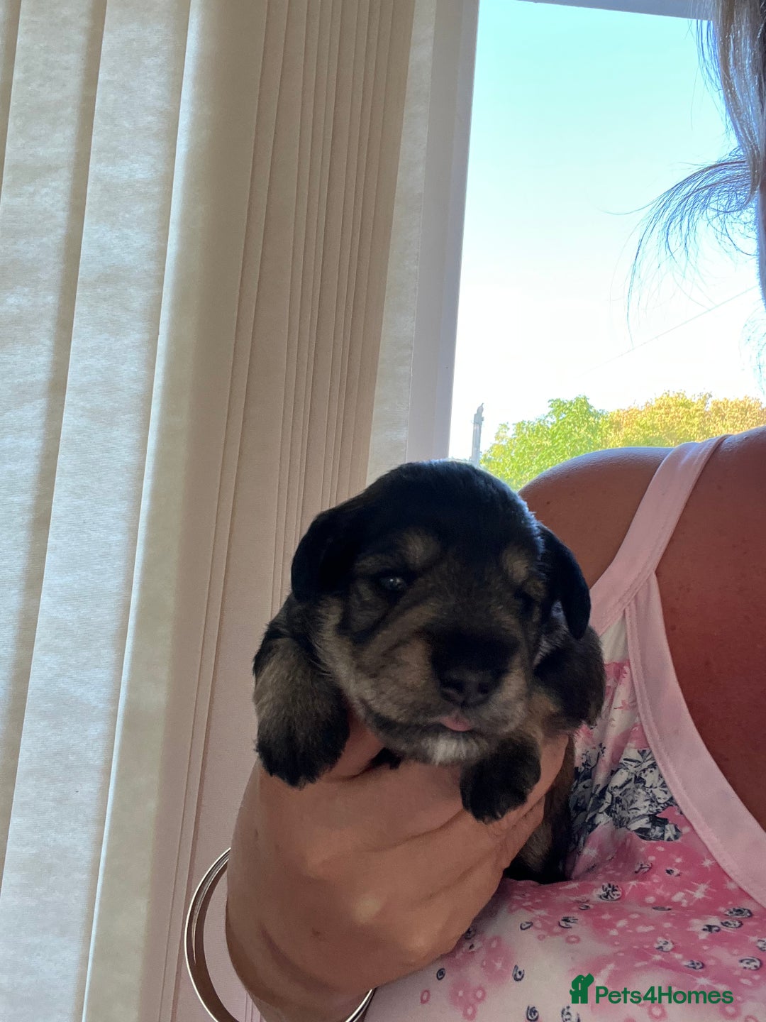 Miniature Schnauzer dogs for sale: 🐾🐶Schnauzer/Schnoodles🐶🐾 - Image 27