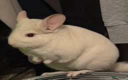 Chinchilla rodents for sale: Beautiful boy looking for his forever home. - Image 4