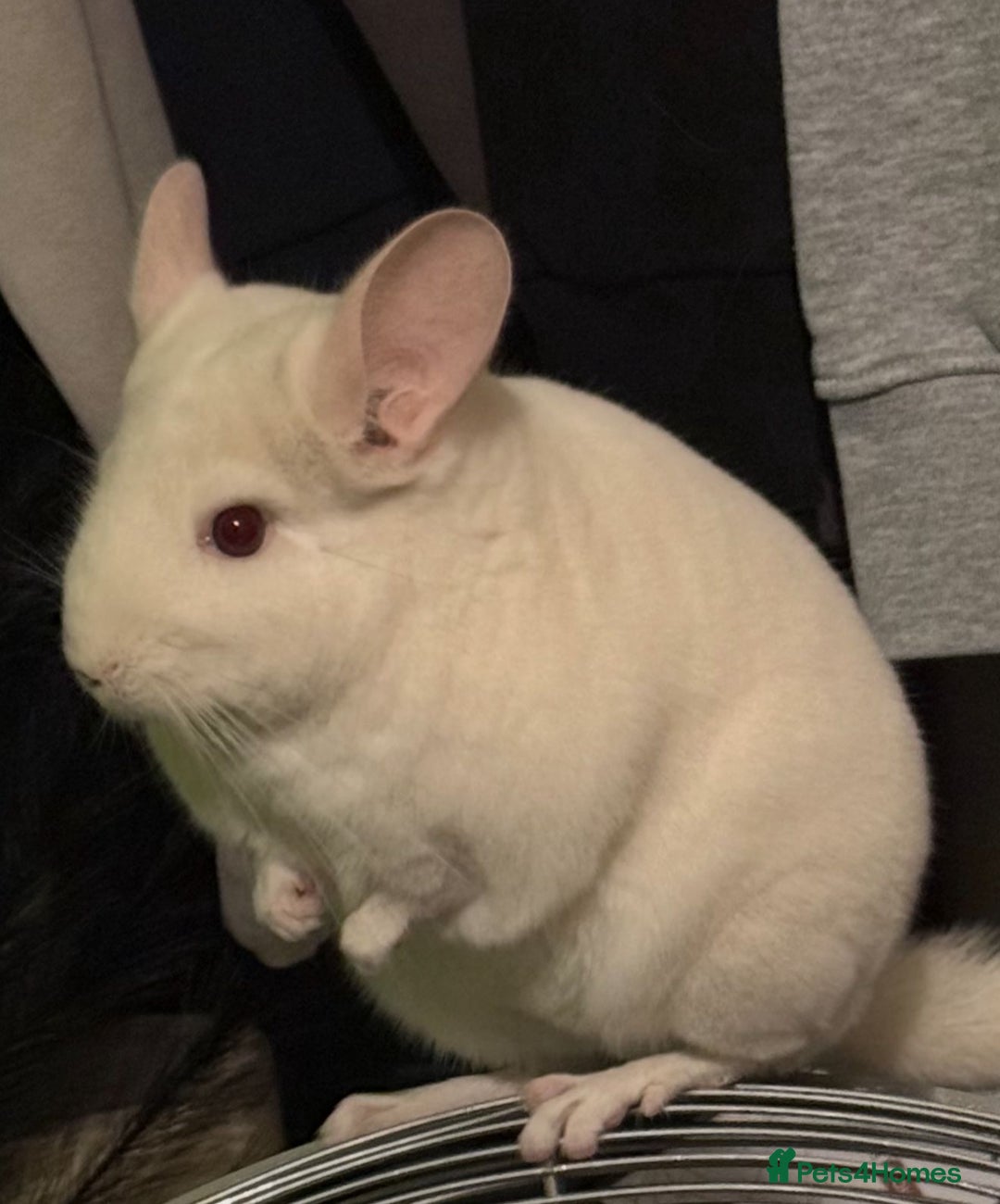 Chinchilla rodents for sale: Beautiful boy looking for his forever home. - Image 4