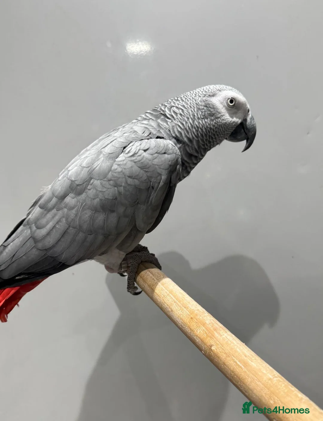 Parrots birds for sale: African Grey Parrot in Reading - Advert 2