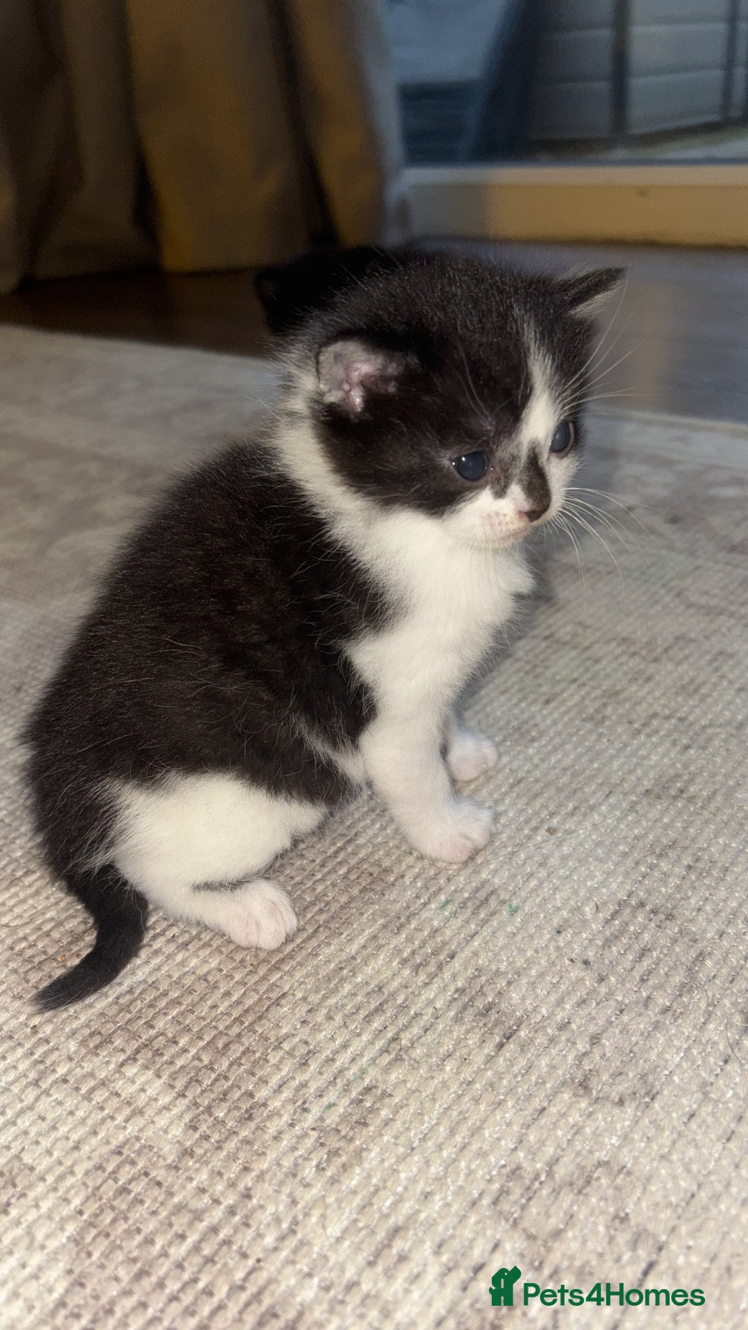 British Shorthair cats for sale: Beautiful kittens 3 girls 1 boy  - Advert 27