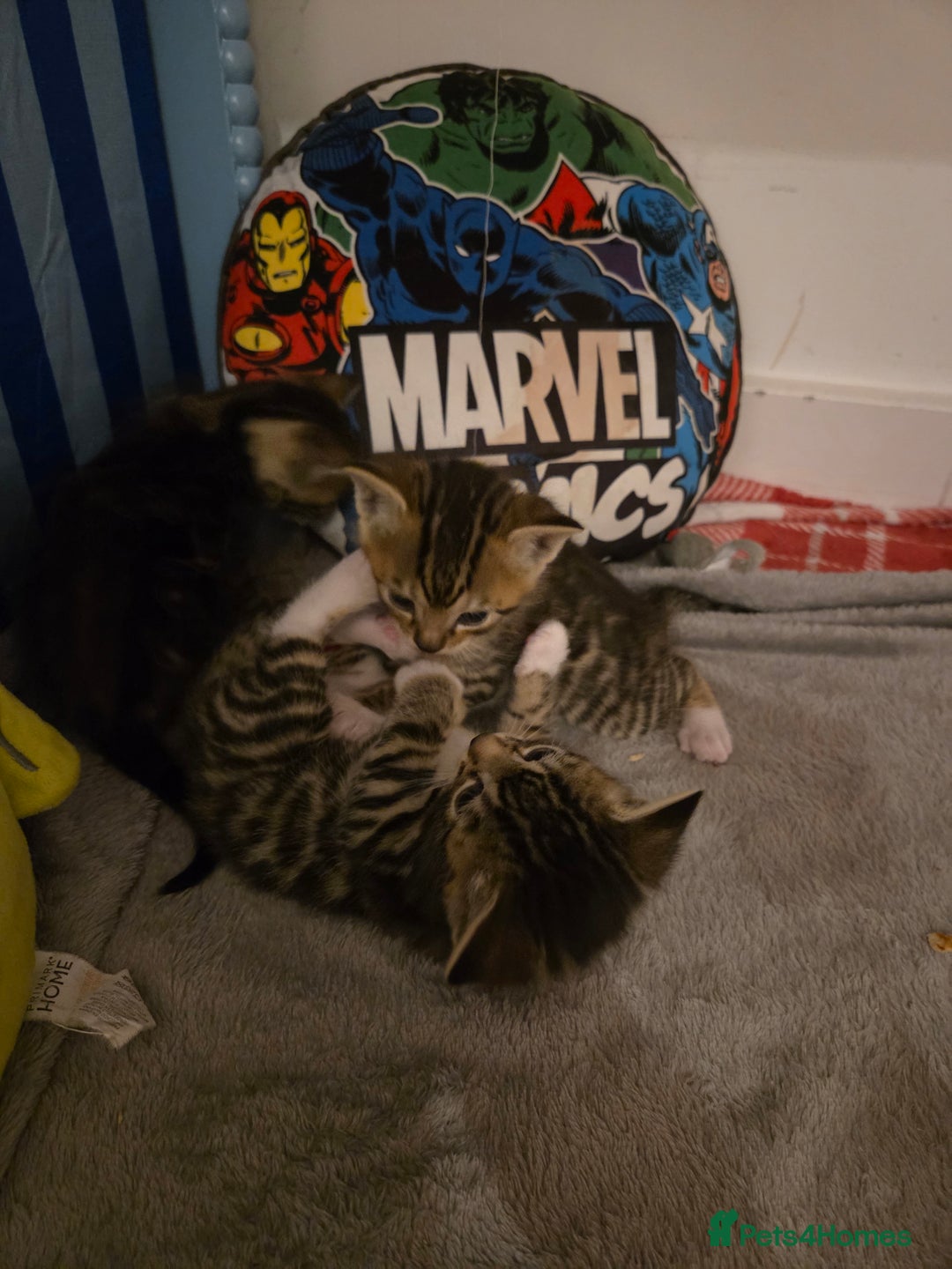 Bengal cats for sale: Bengal X kittens - Image 22