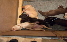 Labrador Retriever dogs for sale: 8 gorgeous chocolate/yellow girl & boy lab pups  - Image 11