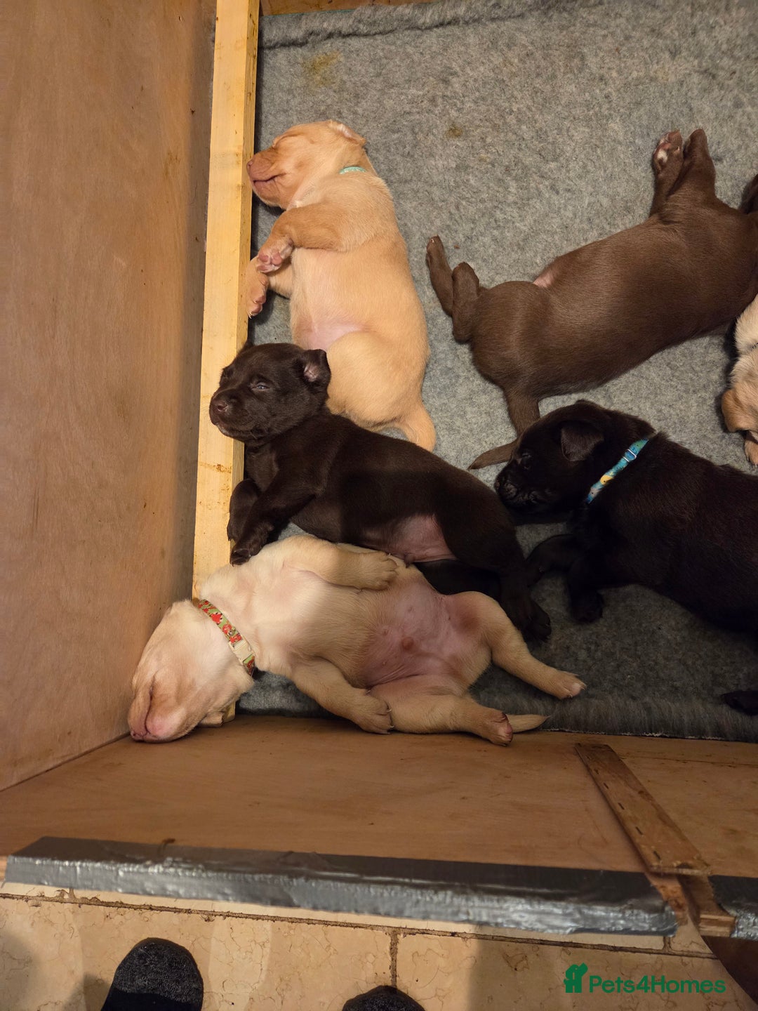 Labrador Retriever dogs for sale: 8 gorgeous chocolate/yellow girl & boy lab pups  - Image 11