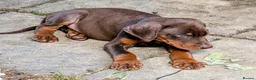 Dobermann dogs for sale: KC REGISTERED DOBERMANN PUPS – EXCEPTIONAL LITTER - Advert 29