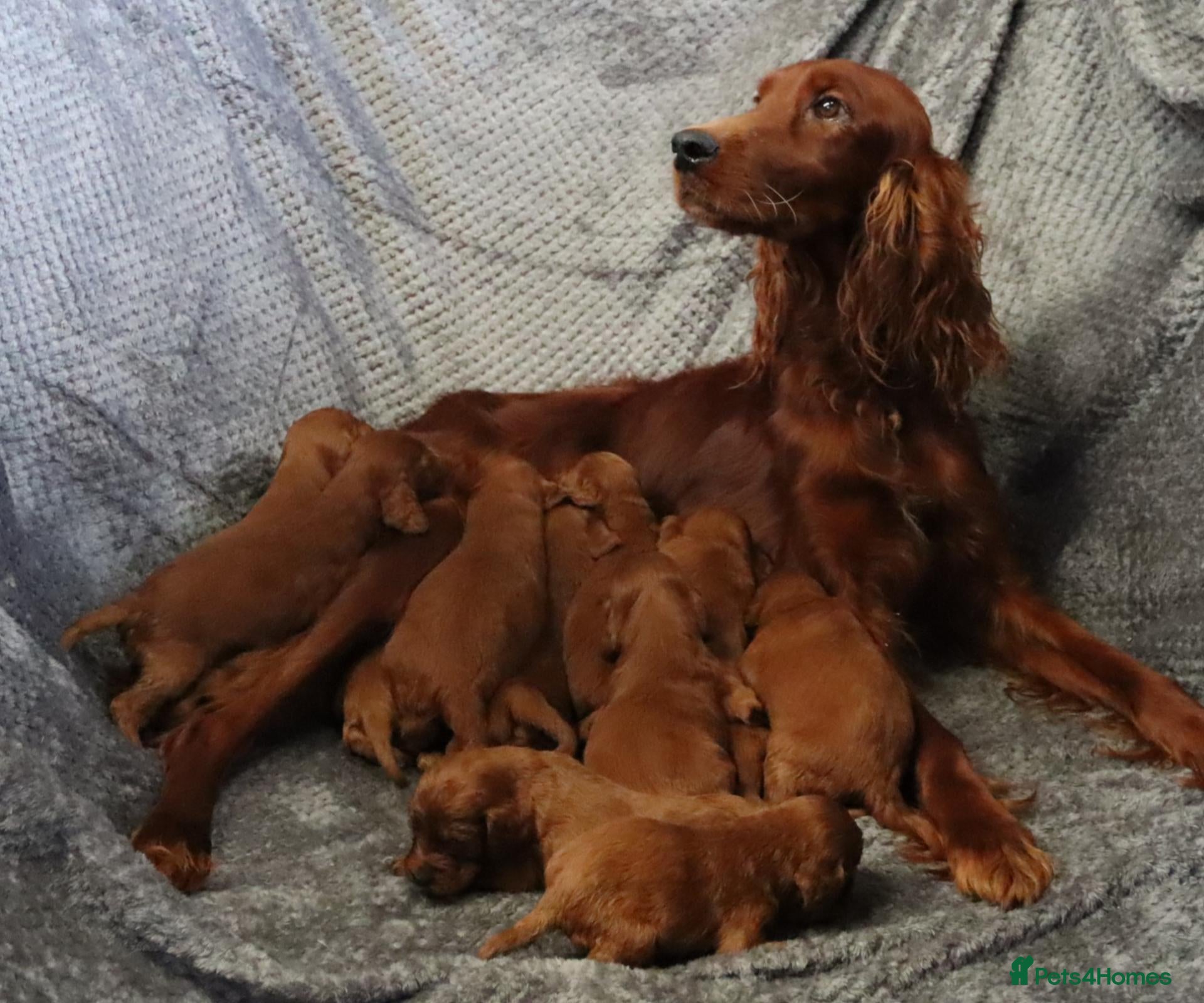 Irish Setter dogs Adorable lovable irish Setter puppies  - Advert 1