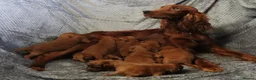 Irish Setter dogs for sale: Adorable lovable irish Setter puppies  - Advert 1