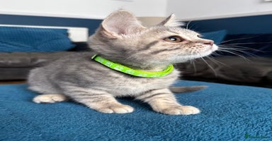British Shorthair cats - Advert 9