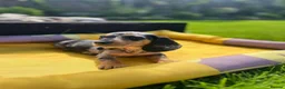 Miniature Dachshund dogs for sale: Adorable Puppies in Birmingham - Advert 16