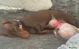 Sphynx cats for sale: Spynx kitten  - Image 4