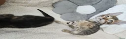Bengal cats for sale: Bengal cross kittens - Advert 22