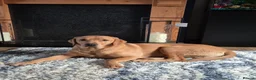 Labrador Retriever dogs for sale: Labador retriever kc girl - Advert 2