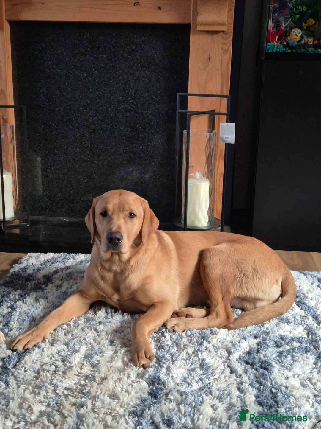 Labrador Retriever dogs for sale: Labador retriever kc girl - Advert 2