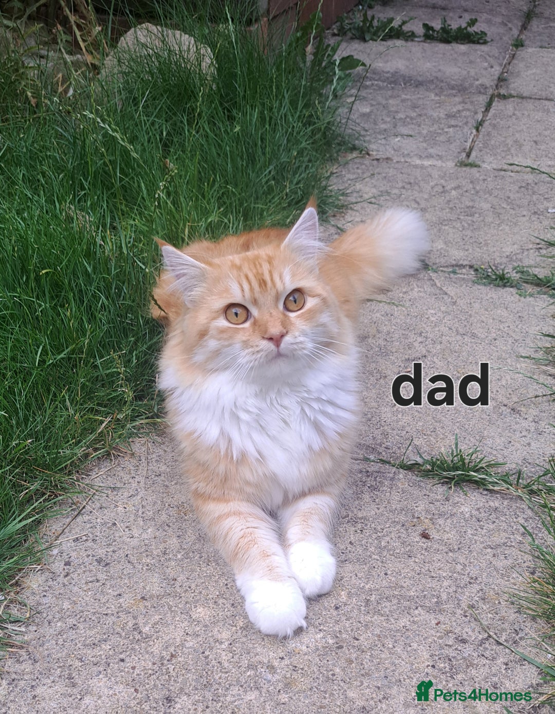 Domestic Shorthair cats for sale: Cute kittens for sale - Image 4