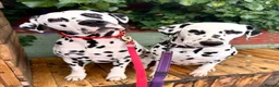 Dalmatian dogs for stud: Health tested, tv and advert star Dalmatian   in Aberdare - Advert 30
