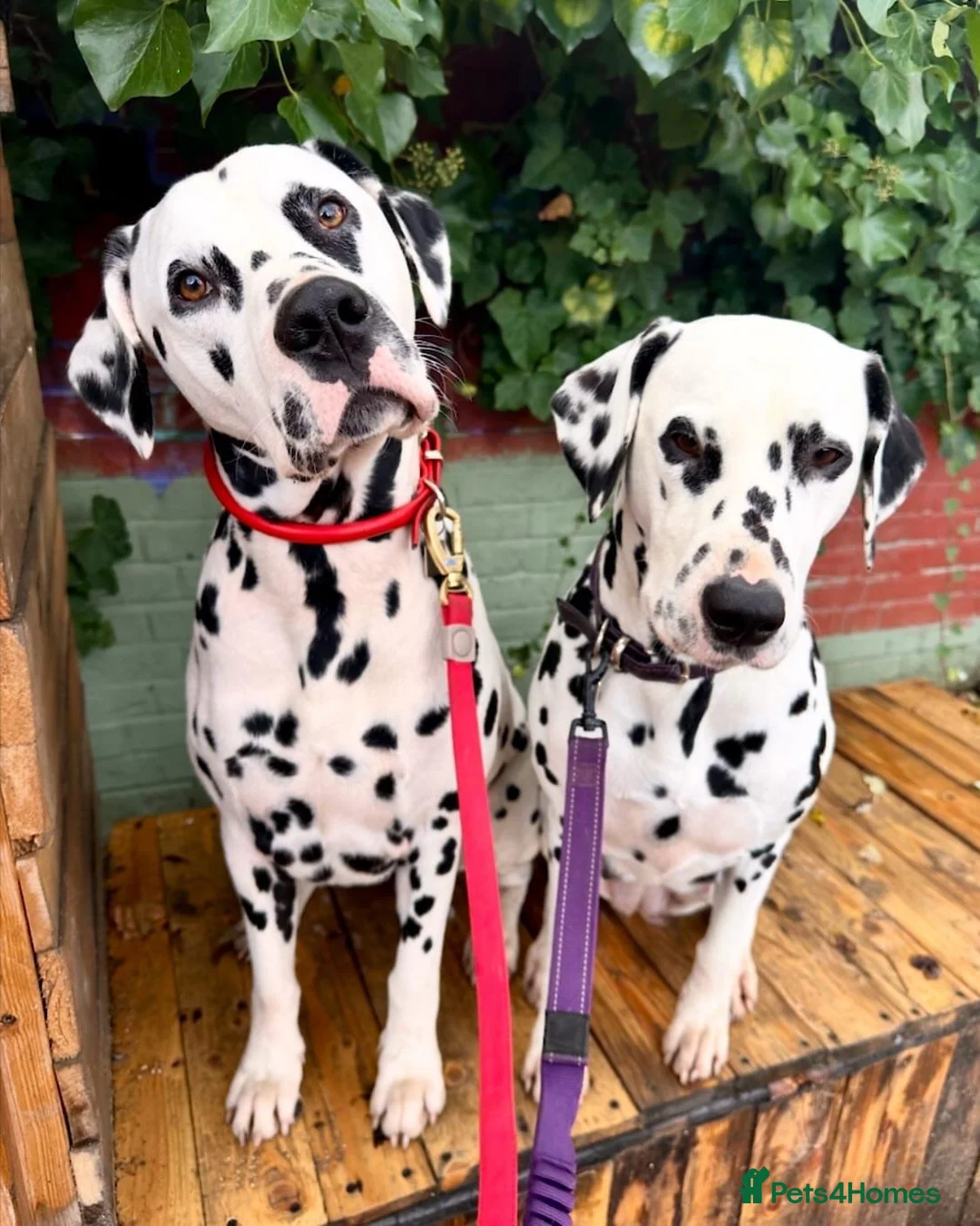 Dalmatian dogs for stud: Health tested, tv and advert star Dalmatian   in Aberdare - Advert 30