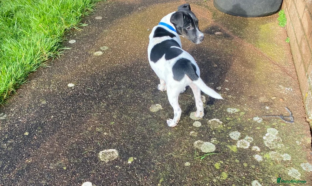 Mixed Breed dogs for sale: Jack Russell x Lakeland terrier - Advert 12
