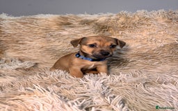 Jack Russell dogs for sale: Much Wenlock Mix Miniature Jack Russell Puppies - Image 8
