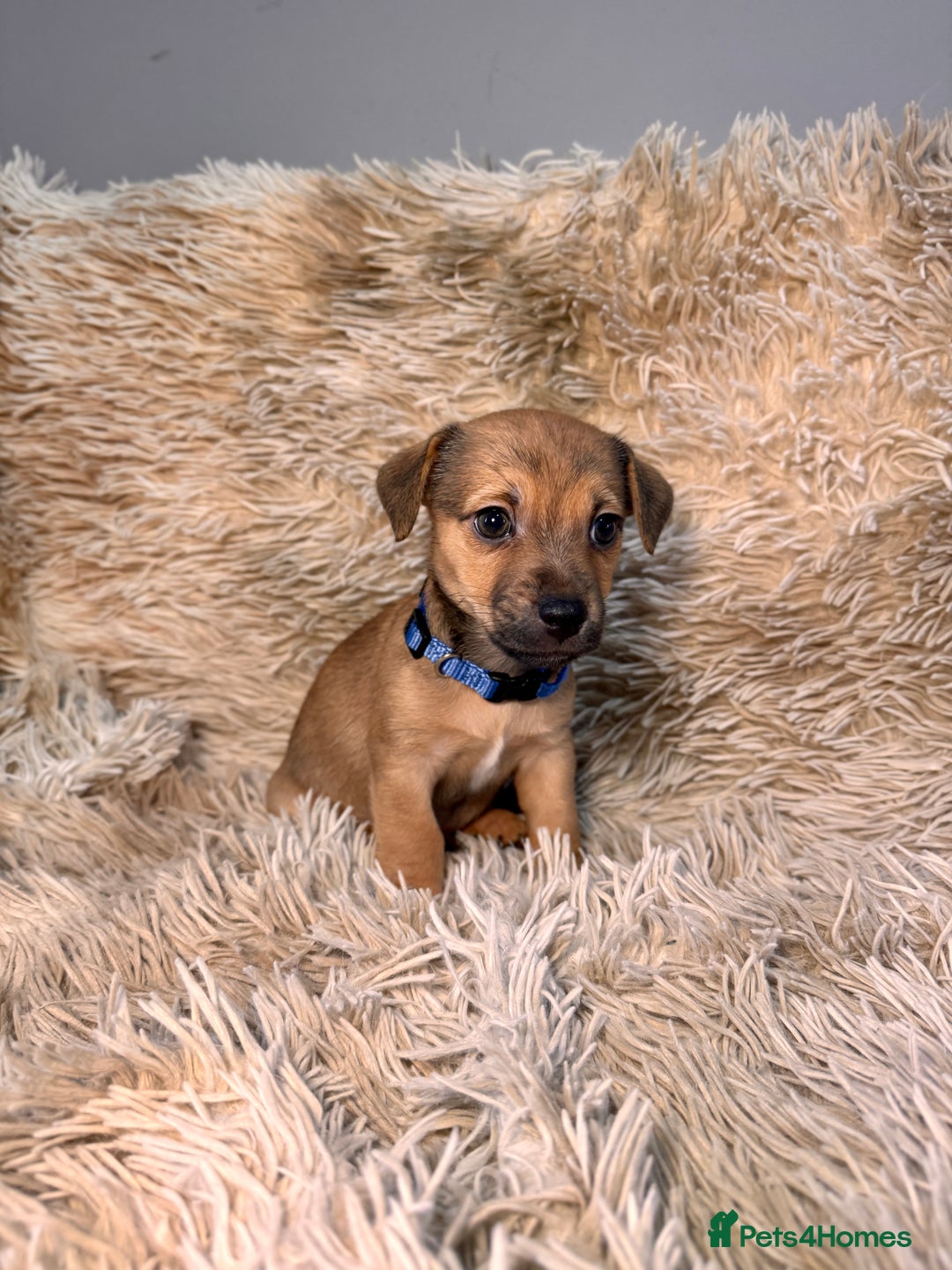 Jack Russell dogs for sale: Much Wenlock Mix Miniature Jack Russell Puppies - Image 8