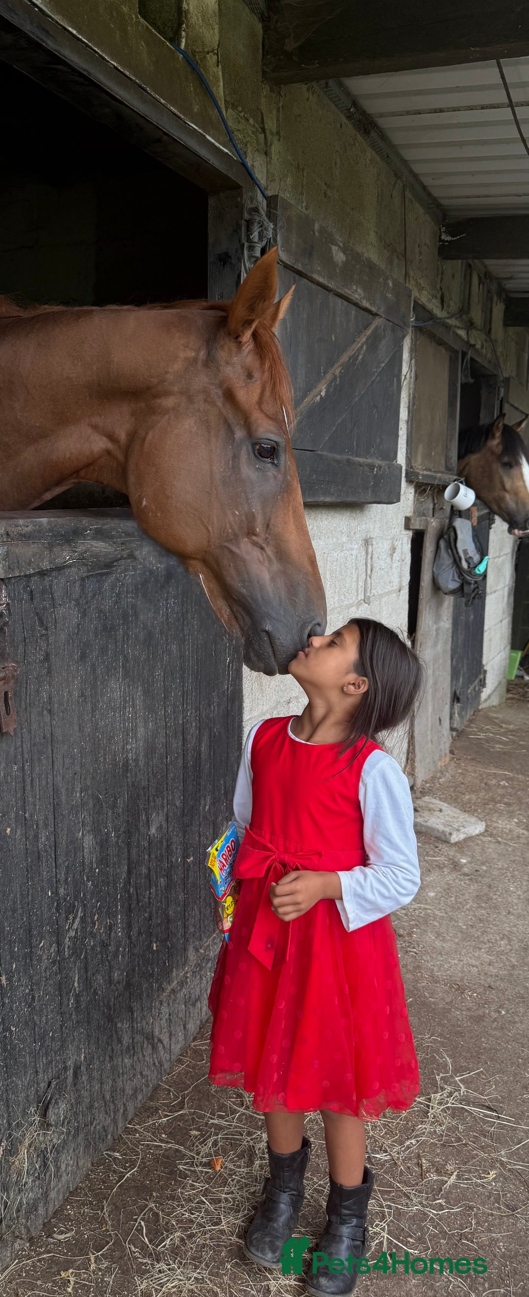 Irish Thoroughbred horses for sale: Outstanding 16.2 , 6 yr old tb gelding  - Image 6