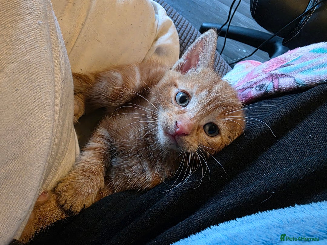 Mixed Breed cats for sale: 9 beautiful kittens - Advert 11