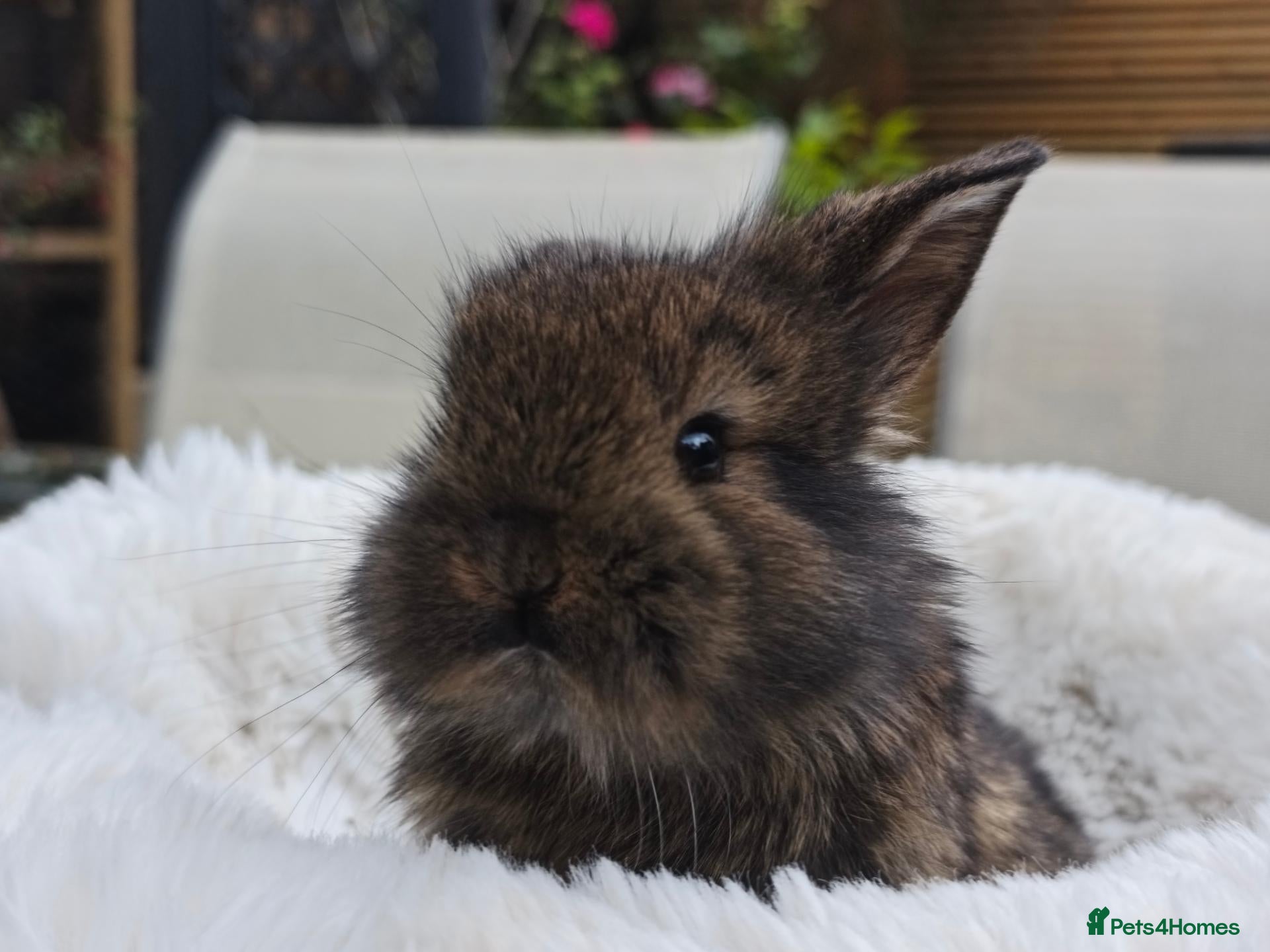 Mini Lion Lop rabbits for sale: Ready now ❤️ - Advert 2