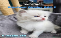 Ragdoll cats for sale: Beautiful Chunky Pure Breed Ragdoll kittens - Image 5