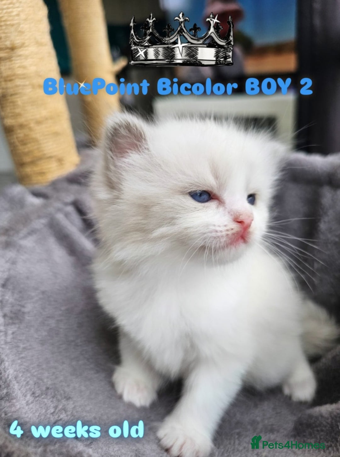 Ragdoll cats for sale: Beautiful Chunky Pure Breed Ragdoll kittens - Image 5