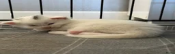 Mixed Breed cats for sale: 4 beautiful Ragamese Kittens in Weston-super-Mare - Advert 5