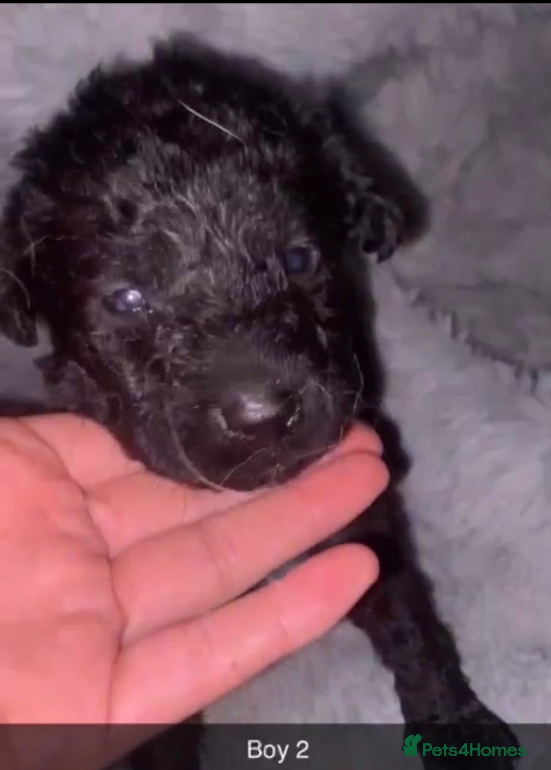 Mixed Breed dogs for sale: 4 chunky colliedoors - Image 3