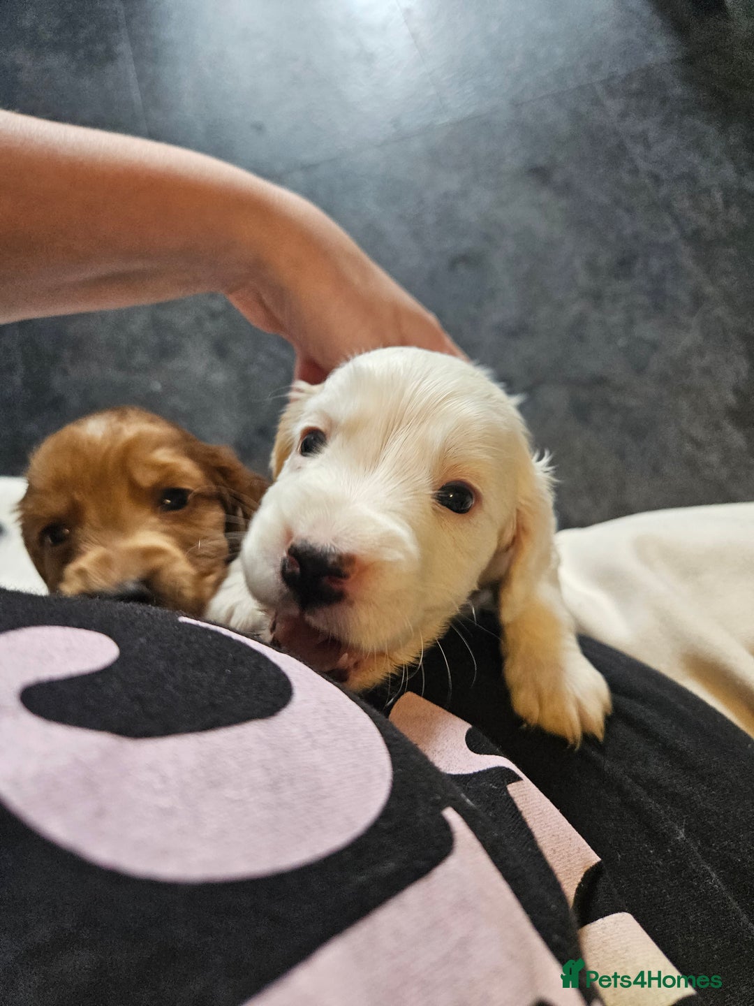 Cocker Spaniel dogs for sale: Beautiful cocker spaniel puppies - Image 13